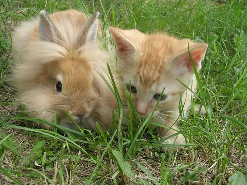 bunnies and kittens. Ahhh, a sweet little unny.